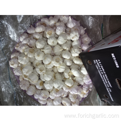 Good Quality Pure White Garlic Crop 2019